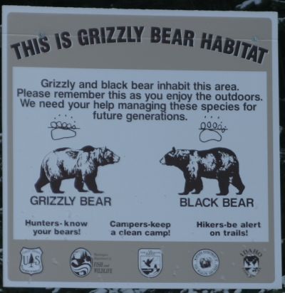 Warning: bears are afoot