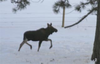 Moose off I-95 12-7-06