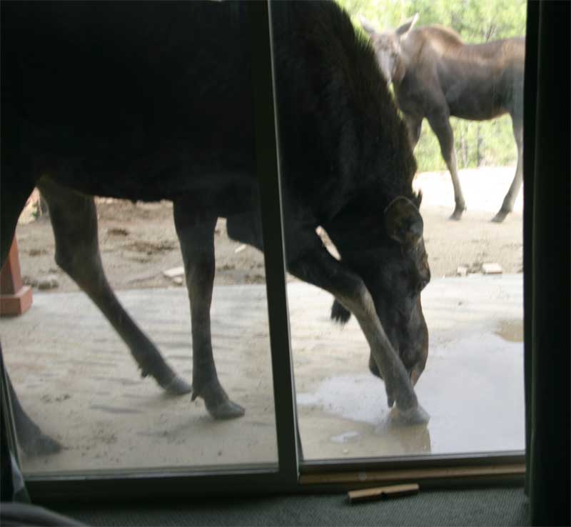 momma and baby moose at door