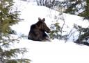 moose in yard