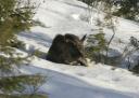 moose in yard sleeping